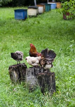 Rooster standing on the trunk and the sounds issuing