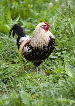 Pasture raised chickens search for food on the ground at a farm