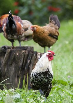 Pasture raised chickens search for food on the ground at a farm