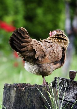 Pasture raised chickens search for food on the ground at a farm