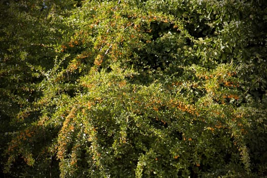 A shrub full of orange berries in Autumn