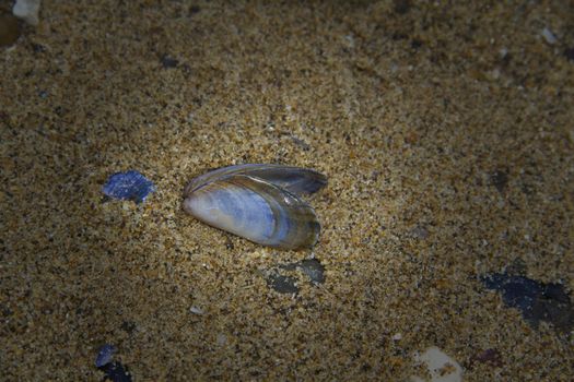 A mussel shell rising from its sandy bed