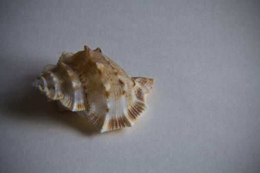 A lovely orange spiral seashell bringing back memories of the sea