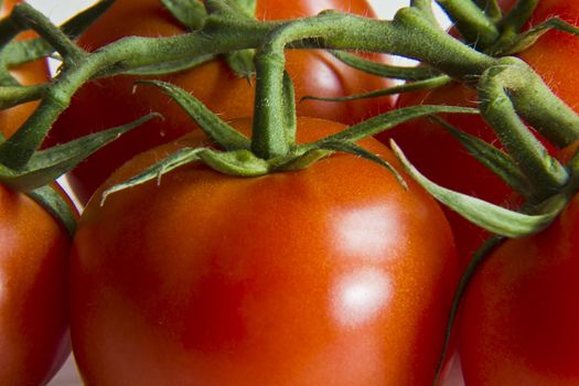 Tasty looking vine tomatoes seen right up close