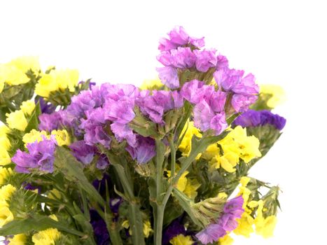 Bouquet of beautiful statice flowers on white background.