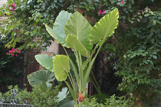 Banana tree in a garden in Spain