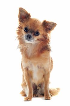 portrait of a cute purebred chihuahua in front of white background