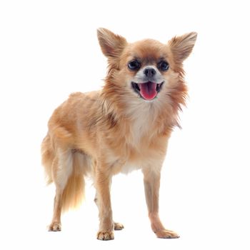 portrait of a cute purebred brown chihuahua in front of white background
