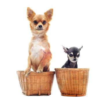 portrait of two purebred  chihuahuas in baskets in front of white background