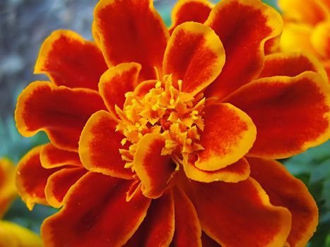 A photograph of an orange flower in a garden.