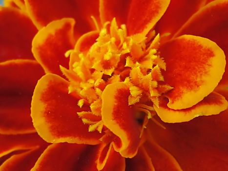 A photograph of an orange flower in a garden.