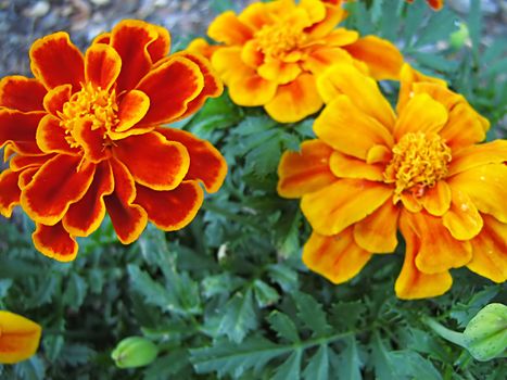 A photograph of an orange flower in a garden.