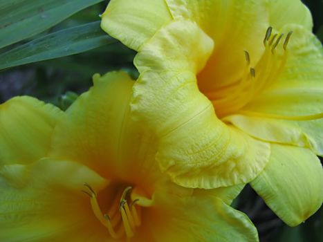 A photograph of a yellow flower in a garden.