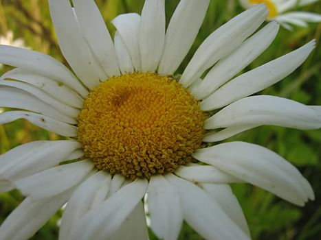 A photograph of a white flower in a field.