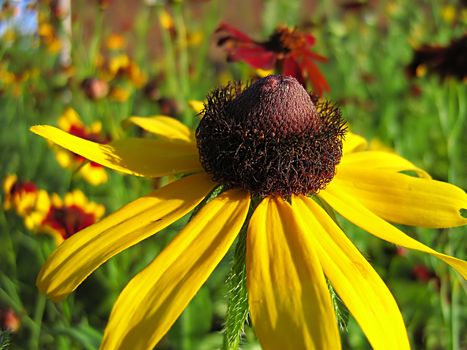 A photograph of a yellow flower in a garden.