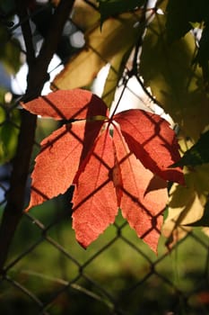 Beautiful fall leaves