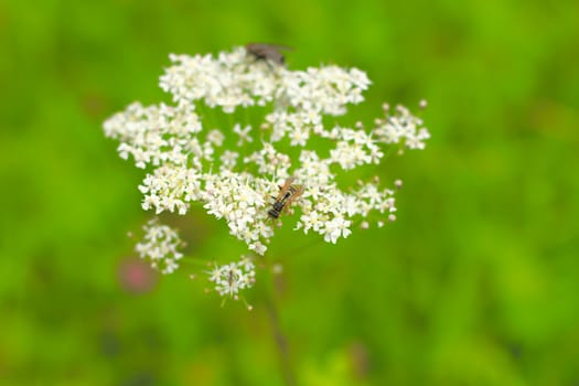 Bugs on flower shallow DOF