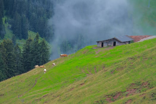 Cows in The Alps