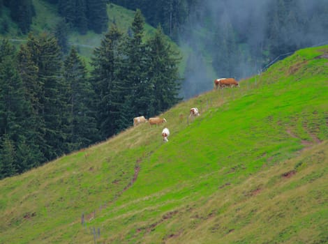 Cows In the Alps