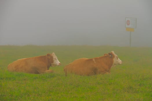 Cows In the Alps