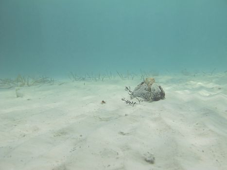 Rock underwater at the bottom of a sandy beach
