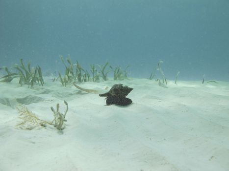 Underwater shot of a caribbean sea snail                               