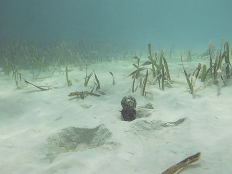 Underwater shot of a caribbean sea snail