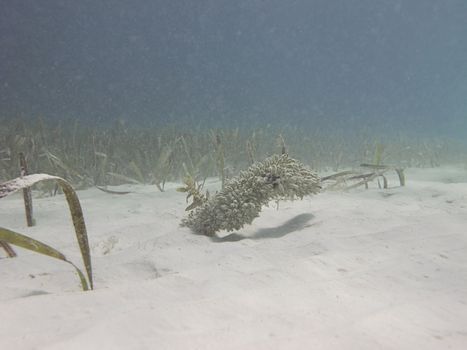 Underwater shot of an algea barrier                               