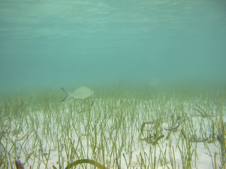 Fish swimming in shallow water with algae                               