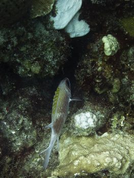 Underwater photo of a fish in a coral reef