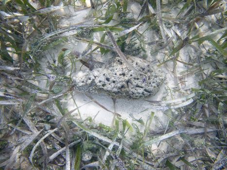 Porous rock at the bottom of the ocean surrounded by algea