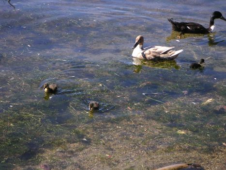 Swimming family of ducks and ducklings