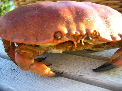 Crab