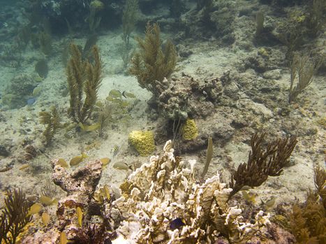 School of French grunt around a coral in the carribean sea