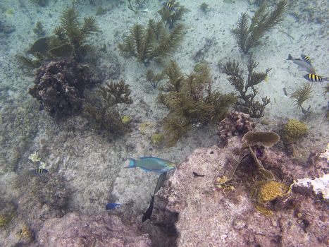 Carribean coral reef filled with life