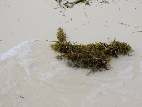 mass of algea wash up on a sandy beach