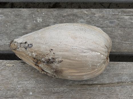 dried up coconut on wooden planks