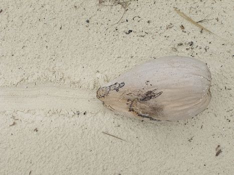 dried up coconut dragged on the sand
