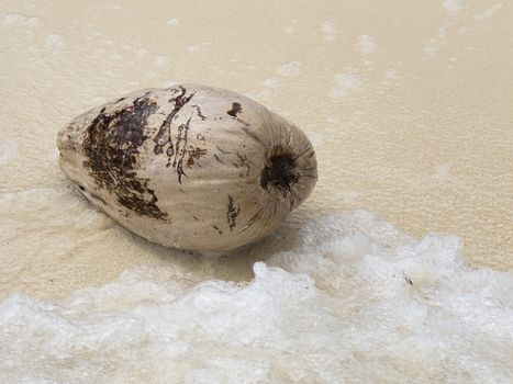 dried up coconut washed up on the beach