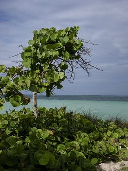 Tree on the beach by the ocean