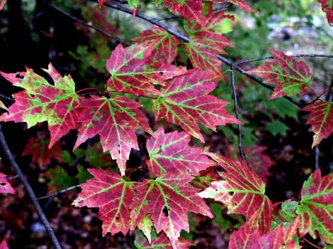 Maple leaves in the fall turning from green to red