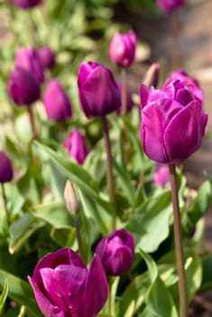 Tulips in a blooming field