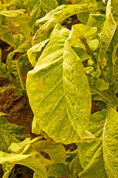 tobacco field