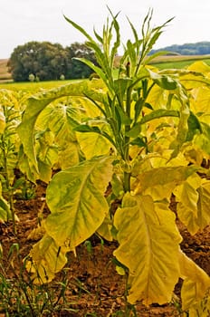 tobacco field