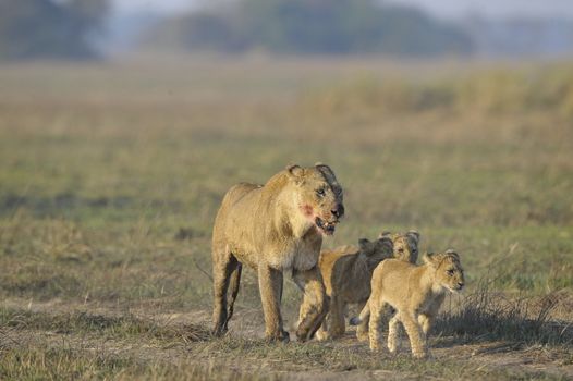 Lioness after hunting with cubs. The lioness with a blood-stained muzzle has returned from hunting to the kids to young lions.