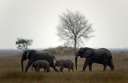 Family of elephants. The family of elephants runs on savanna. Twilight. The sun has sat down for horizon.
