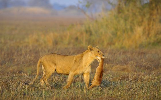 A lioness with new-born antelope prey. The lioness goes on savanna and bears the killed kid of an antelope. A yellow grass. The morning sun.