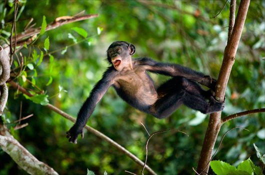 Kid Bonobo plays. The cub of Bonobo frolics in branches of trees. Congo. Natural conditions of dwelling.