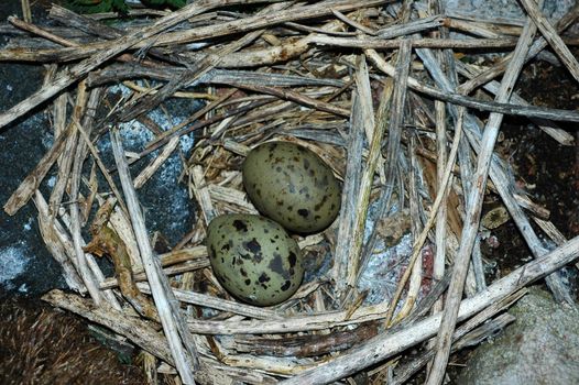 Eggs of Common Tern. Two eggs in a nest. Common Tern (Sterna hirundo) 