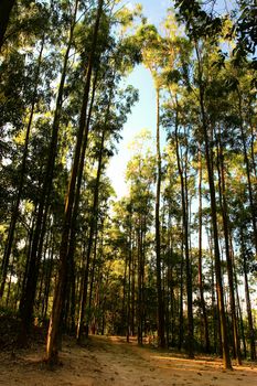 Path in Forest under sunny day